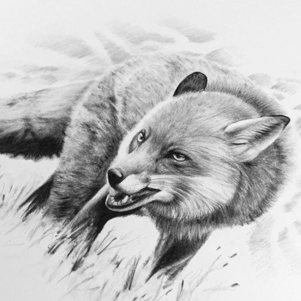 Ferlindis: Ösztön - Image 3